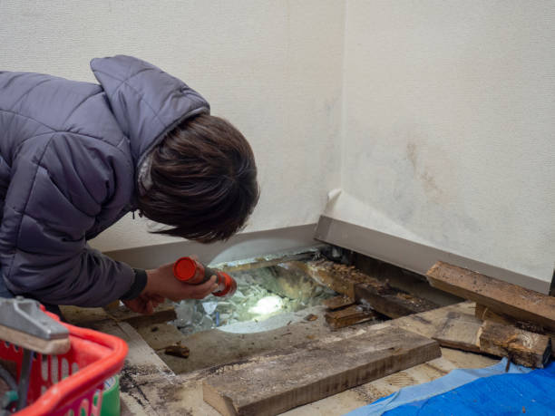 Best Attic Mold Removal  in Rosemount, MN