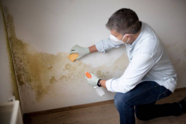 Mold Documentation for Insurance Claims in Rosemount, MN