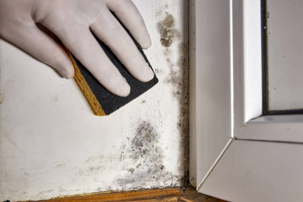 Best Mold Damage Restoration  in Rosemount, MN